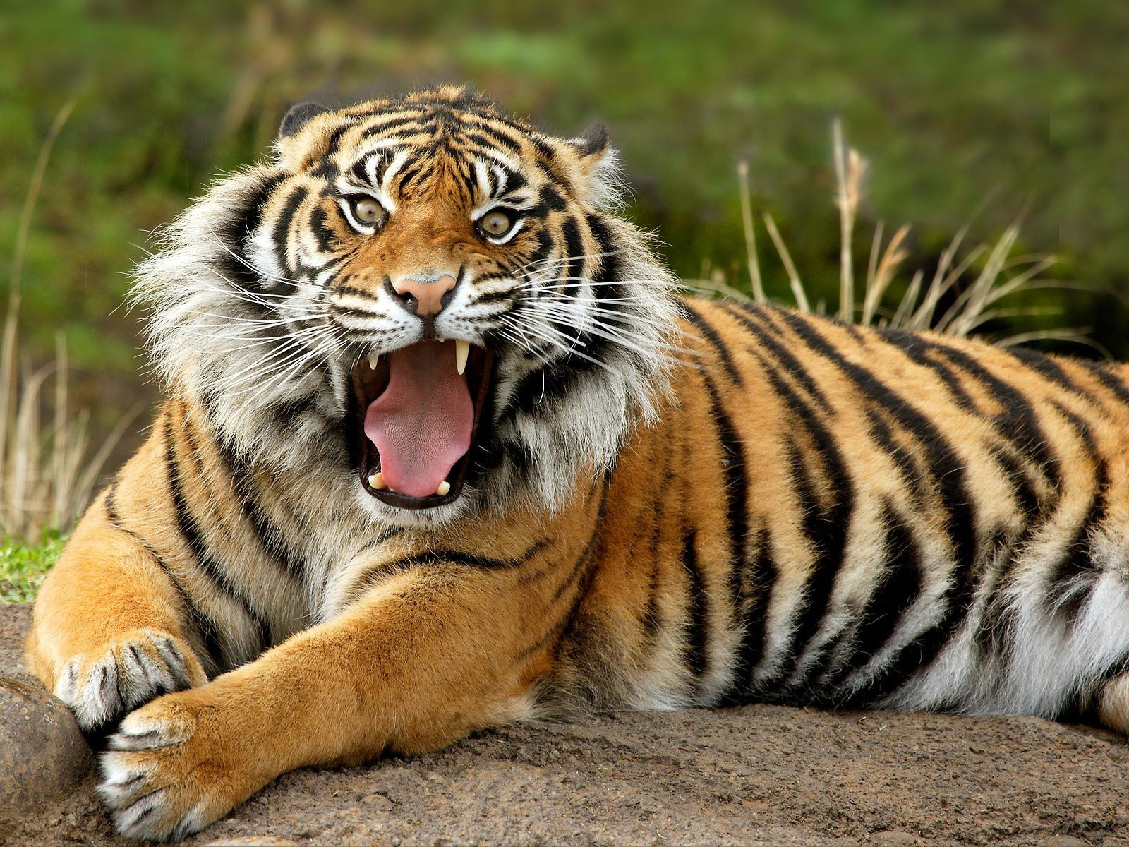 Tiger banner