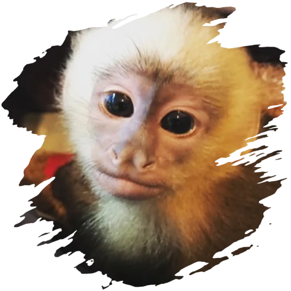 Rent A Monkey