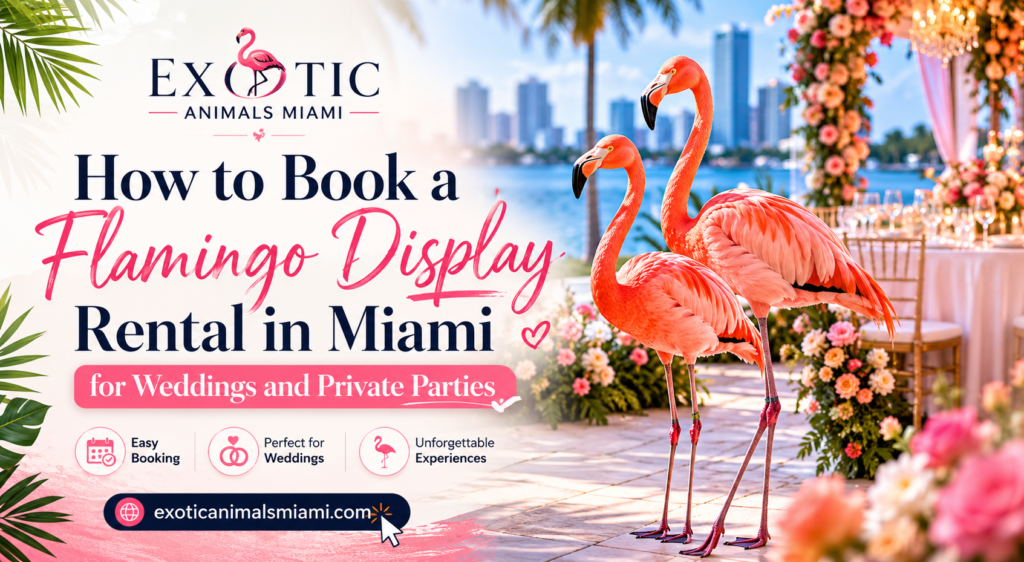 Flamingo Display Rental in Miami