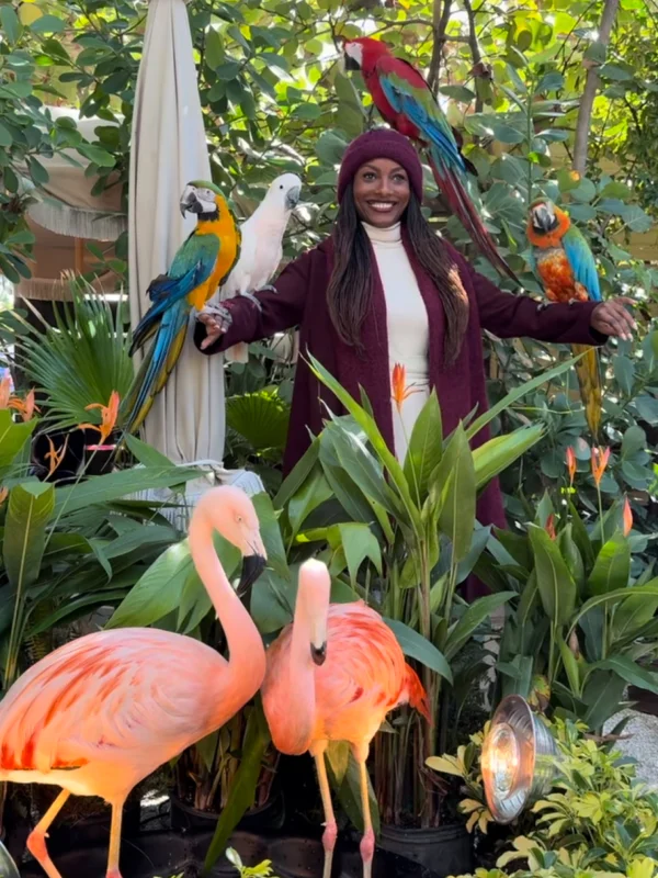flamingo-display-img-2