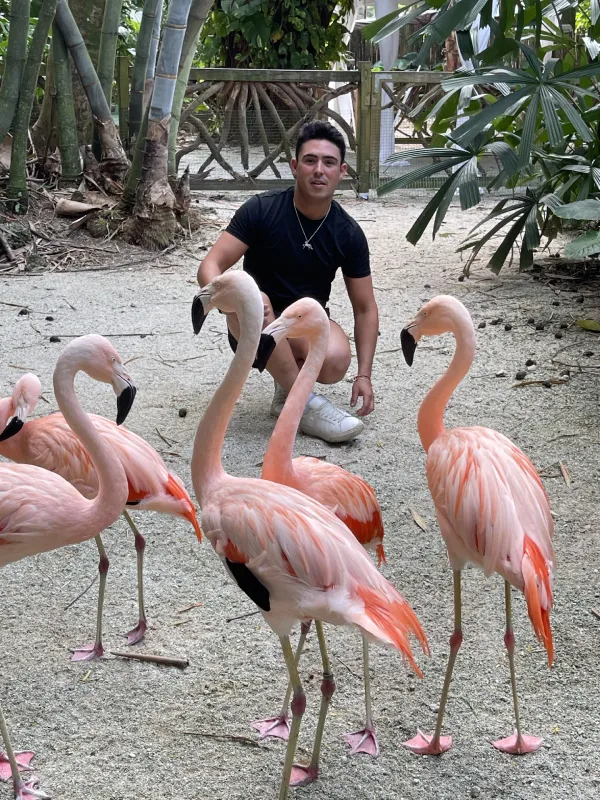 flamingo-display-img-6