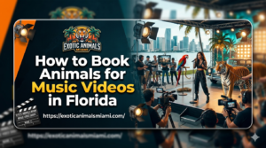 Animals for Music Videos in Florida