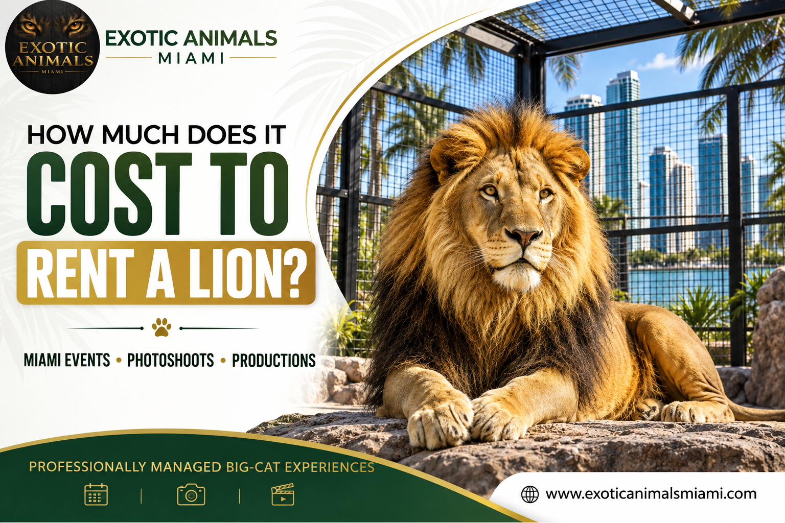Rent a Lion in Miami, Florida