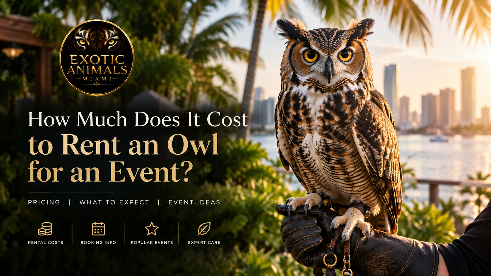 Rent an Owl for an Event